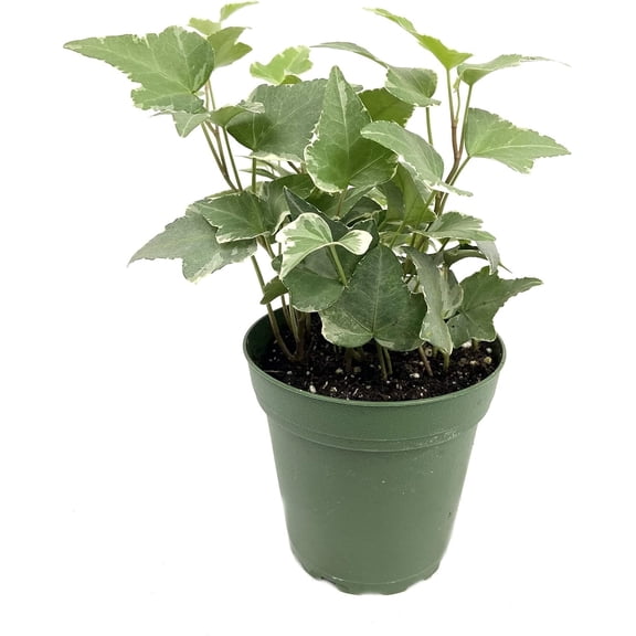 Variegated English Ivy - 5 Live Plants in 4 Inch Pots - Hedera Helix - Beautiful Easy Care Indoor Air Purifying Houseplant Vine