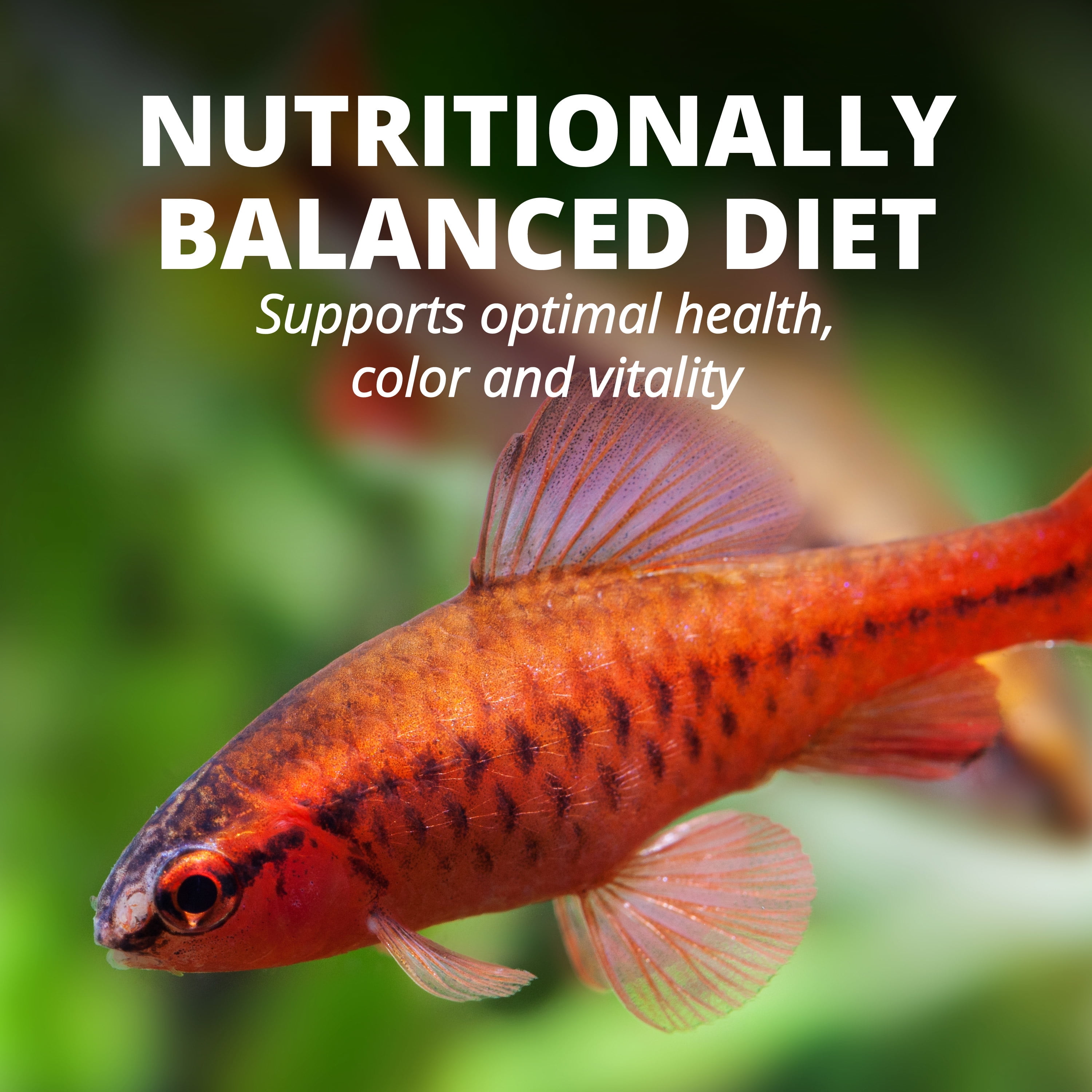 Tetra Tropical Color Flakes Fish Food, Clear Water Advanced Formula, 7.06 oz