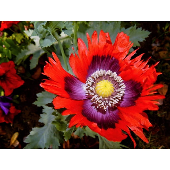 200 Seeds Organic JIMI'S FLAG POPPY Scarlet Red Electric Lavender & Deep Purple Papaver Somniferum Flower Seeds