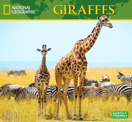 GIRAFFES CALENDAR 2019 NATIONAL GEOGRAPHIC OFFICIAL SQUARE WALL NEW & SEALED 