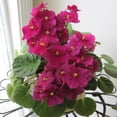 thumbnail image 6 of Red African Violets Live Plants, 4 Inch Pot African Violet Plant, Vibrant Flowers, Perennial Flowering Houseplant, 6 of 6