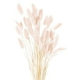 thumbnail image 2 of Hill Interiors Bunny Tail Dried Flower (Pack of 60), 2 of 4