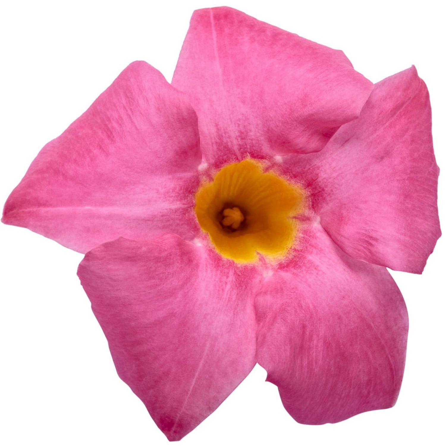Proven Winners 5" Bombshell Pink Rocktrumpet Live Plant in 4.5" Pot (4 Count)