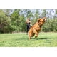 thumbnail image 4 of Lanzador de pelotas para perros Chuckit! EcoFetch Medium para perros de 20 a 60 libras, 4 of 4