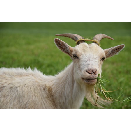 Canvas Print Goat Animal Eating Grass Livestock Pasture Stretched Canvas 10 x (Best Pasture Grass For Goats)