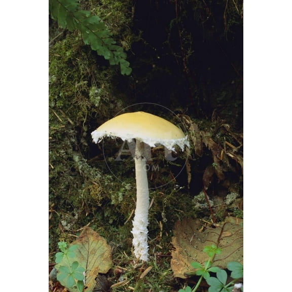 Stropharia Mushroom, Botanical Unframed Photographic Print Wall Art by DLILLC Sold by ArtCom