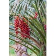 thumbnail image 2 of Wilson, Emily M. 13x18 White Modern Wood Framed Museum Art Print Titled - Middle East-Arabian Peninsula-Oman-Ad Dakhiliyah-Nizwa-Dates on a date palm tree in Nizwa-Oman, 2 of 4