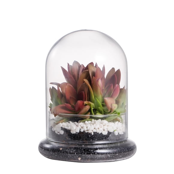 NCYP Small Clear Decorative Glass Terrarium Cloche with Air Hole - 12x12x16 cm Glass Dome with Base for Miniature Succulents - Display Storage (No Plants Included)