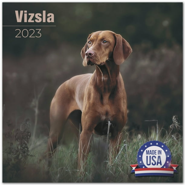 2022 2023 Vizsla Calendar - Dog Breed Monthly Wall Calendar - 12 x 24