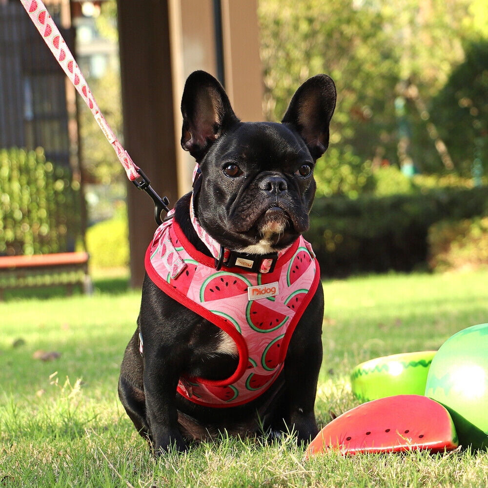 Didog 3pcs/set Cute Pet Dog Collar & Leash & Harness Soft Mesh Walking Vest Adjustable