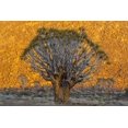 thumbnail image 2 of Young, Bill 32x23 White Modern Wood Framed Museum Art Print Titled - South Richtersveld NP Quiver trees against hill, 2 of 4