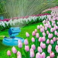 thumbnail image 3 of Aqua Joe AJ-OSPR20 20-Nozzle Max Coverage Adjustable Gear Driven Oscillating Sprinkler on Sled Base, 3 of 9