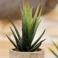thumbnail image 6 of Visland Farmhouse Green Artificial Plant in Pot, Decorative Faux Plant and Pot for The Home, Office, Desk, Dorm or Classroom. 5"x 3" Faux Plant Potted Small Planter, 6 of 8