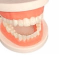 thumbnail image 4 of lionlar Teeth Model Brushing Tooth Education Montessori with Toothbrush Teeth Simulation, 4 of 5