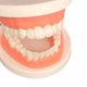 thumbnail image 4 of Material didáctico Modelo de Cepillado de Juguetes de Simulación de para de Ciencia Escolar Práctica Magideal Material didáctico, 4 of 5