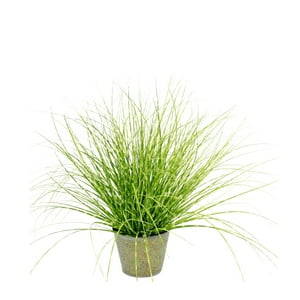 Nectar Deco - Grass Zebra Redondo 60 Cm