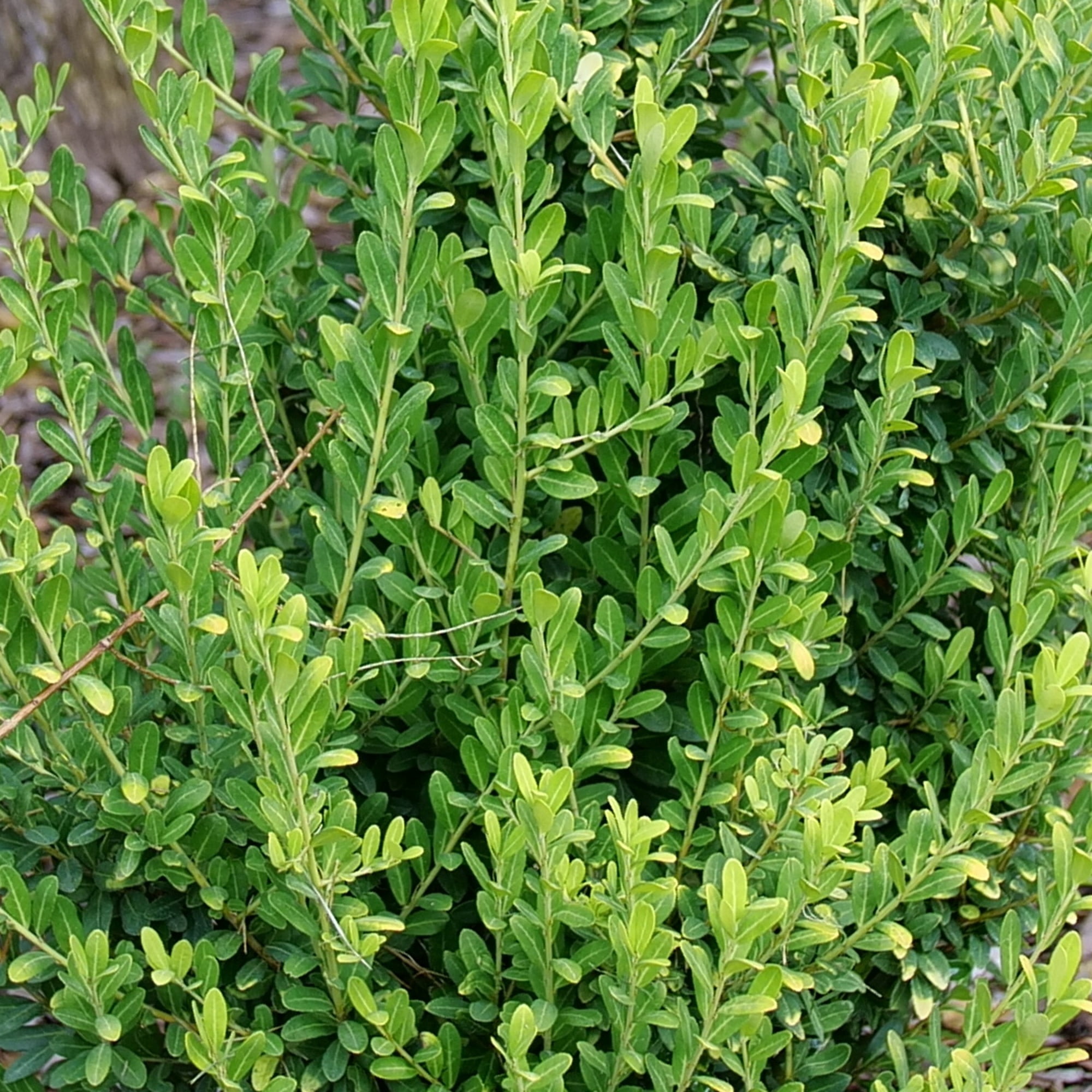 Proven Winners ColorChoice 5" Glow Pop Japanese Holly Live Plant in 4.5" Pot (4 Count)