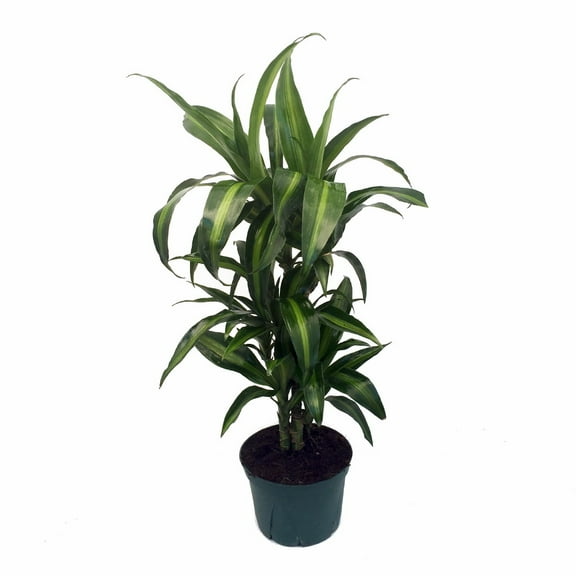 Hawaiian Sunshine Cane Dragon Tree - Dracaena - 6" Pot