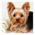 thumbnail image 1 of Cuadros Decorativos 5D DIY diamante pintura perro completo cuadrado taladro mosaico Animal imagen Kit pared arte Likrtyny  embutido en tela, 1 of 9