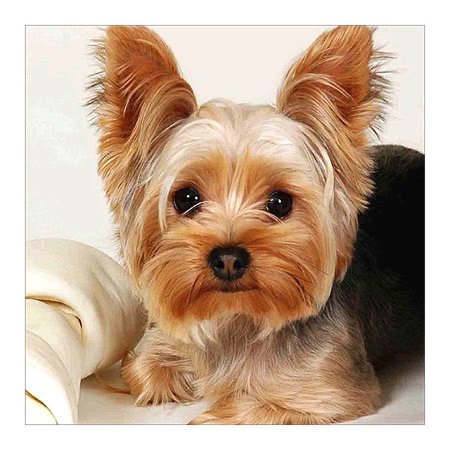 Cuadros Decorativos 5D DIY diamante pintura perro completo cuadrado taladro mosaico Animal imagen Kit pared arte Likrtyny embutido en tela