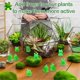 thumbnail image 4 of 220 Pcs Mini Resin Frogs Miniature Tiny Figurines Tiny Frogs for Garden Moss Landscape DIY Craft Accessories, 4 of 5
