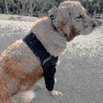 thumbnail image 4 of Breathable Dog Elbow Brace Protector Pads For Canine Elbow And Shoulder Support Elbow Hygroma, Dysplasia, Osteoarthritis, 4 of 4