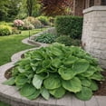 thumbnail image 3 of Giant Hosta Perennial Plant  - 3 Bare Roots - Extra Large Blue-Green and Yellow-Green Leaves - Perfect for Landscaping, Shade Garden - Easy to Grow!, 3 of 6