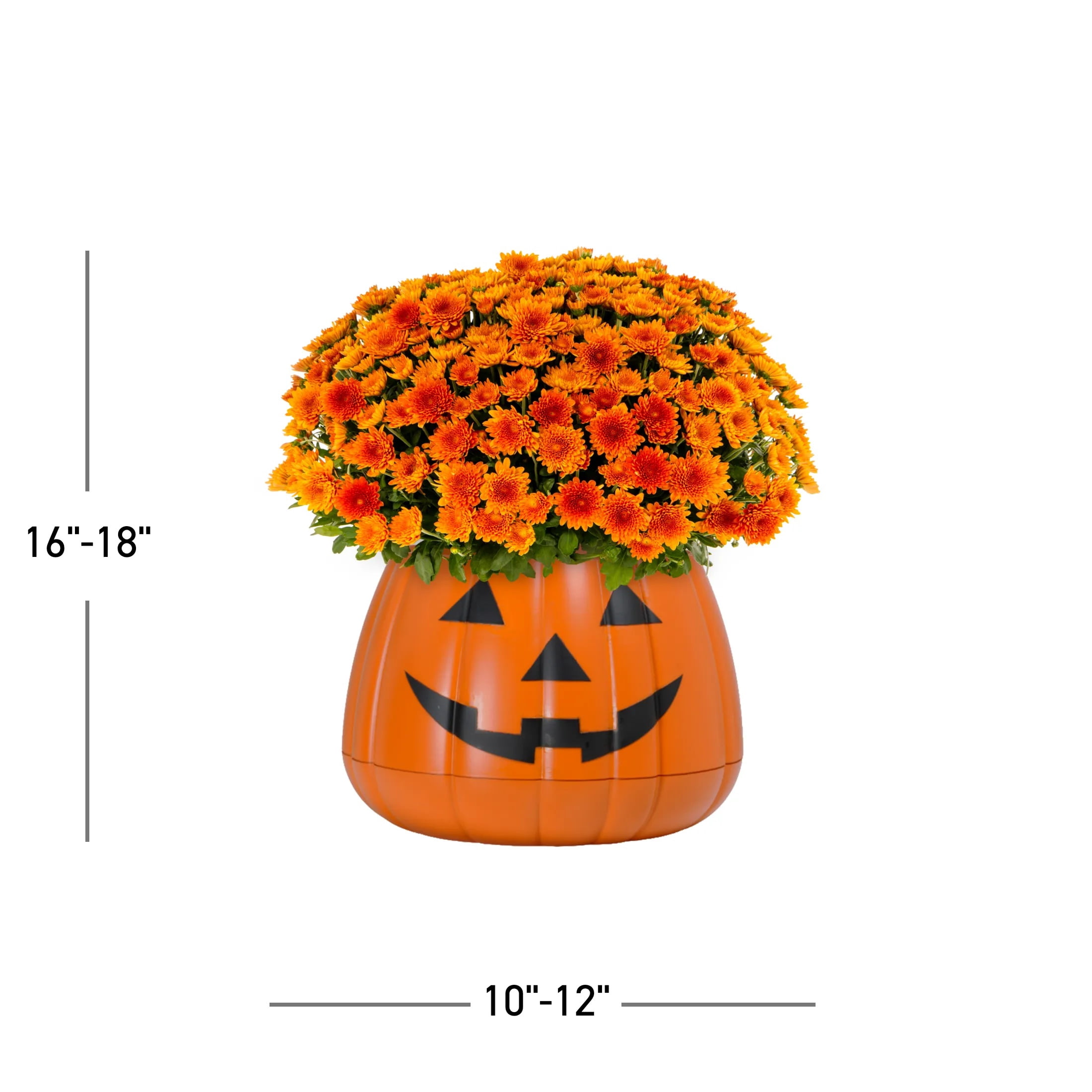 Expert Gardener 3qt Orange Mum in 7" Jack-O-Lantern Planter (1-pack), Fall Decor