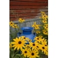 thumbnail image 2 of Paulson, Don 11x14 White Modern Wood Framed Museum Art Print Titled - WA, Blue milk can sits amid garden flowers, 2 of 4