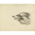 thumbnail image 3 of James Sowerby 14x12 Black Modern Framed Museum Art Print Titled - Head of a Racoon, 3 of 5