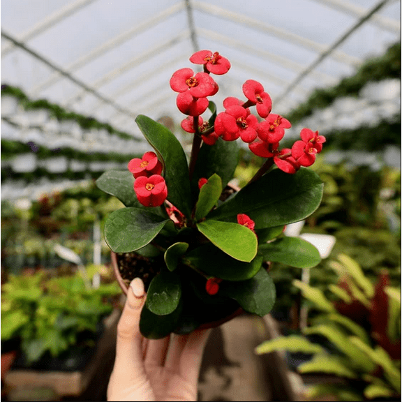 Crown of Thorns - Euphorbia Milii (Red) Succulent Live Plant 2 Inch for Indoor Outdoor Home Office Garden Decor