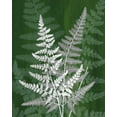 thumbnail image 2 of Burghardt, James 26x32 White Modern Wood Framed Museum Art Print Titled - Jewel Ferns IV, 2 of 4