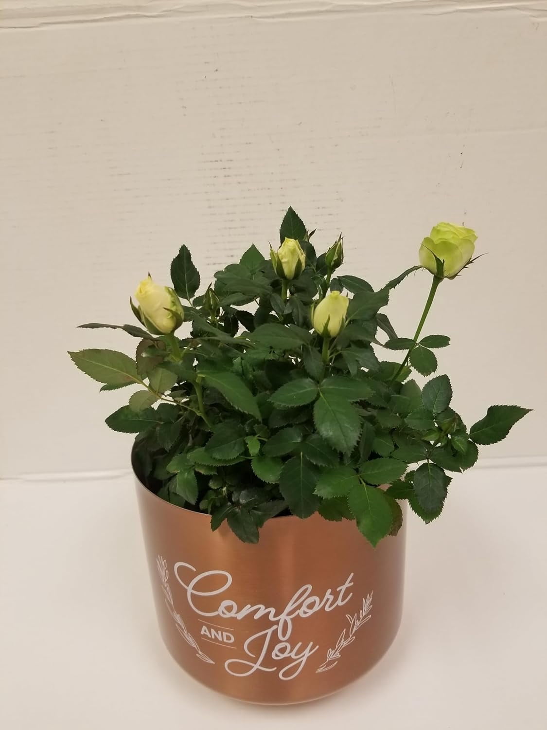 Live 6" Mini White Rose Bush in Copper Comfort and Joy Holiday Gift Container- 6 Inch Indoor Plant