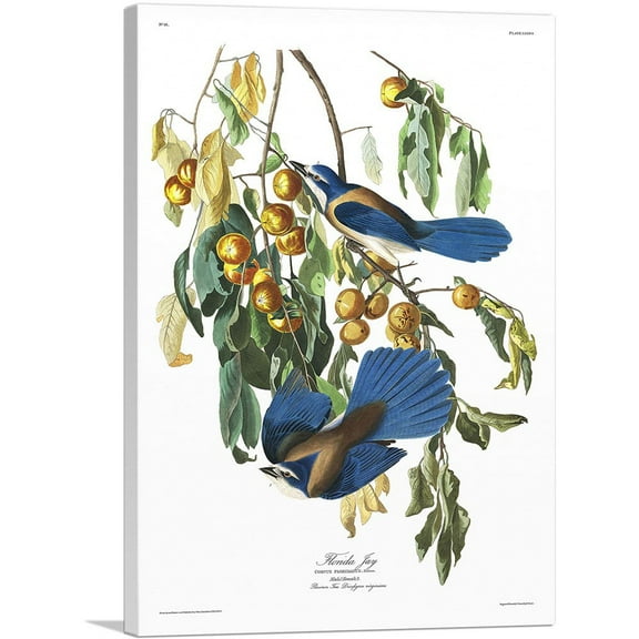 ARTCANVAS Florida Jays Canvas Art Print by John James Audubon - Size: 12" x 8" (0.75" Deep)