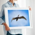 thumbnail image 2 of Washington Majestic Glide - Photography Bird Wildlife Nature Seascape Coastal Marine Life Skyline White Framed Wall Art Print 9 x 12 inches, 2 of 4