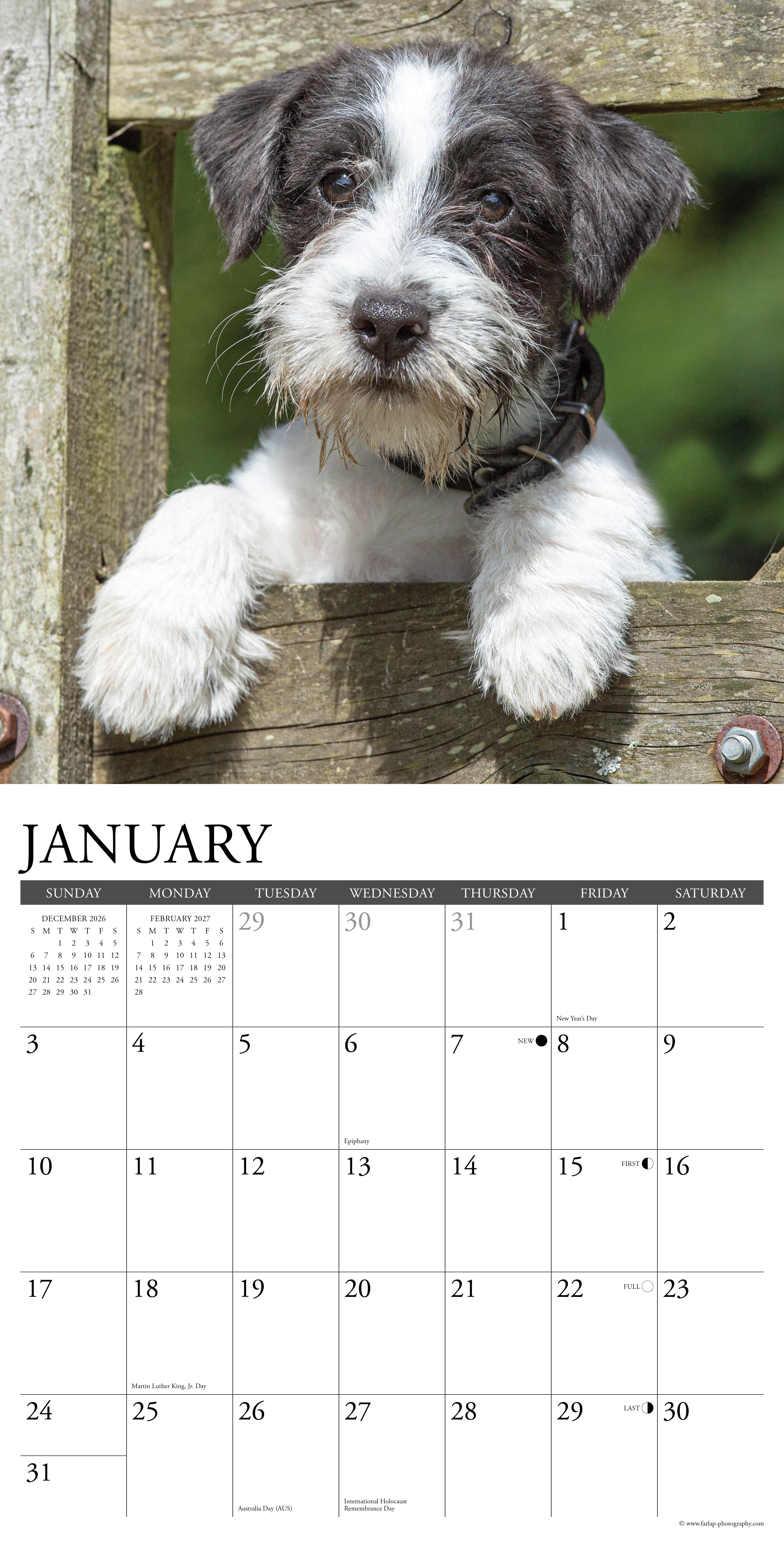 Willow Creek Press, Jack Russells 2027 Wall Calendar