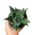 thumbnail image 5 of Gasteria Flow Lace Aloe Succulent (4"+ Plastic Pot) - Tiny, Lovely, Easy to Care Succulents - Live Succulents for Home Office, 5 of 8