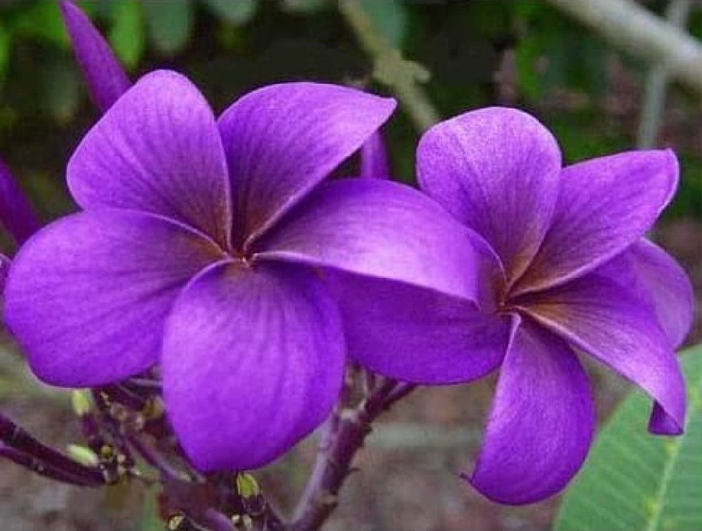 Exotic Thailand Purple Plumeria Plant Frangipani 810