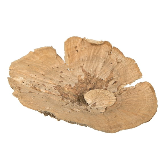 Vickerman Natural Botanicals 4"-6" Sponge Mushroom, Medium, Includes 50 pieces per Pack, Indoor Home or Office Dried and Preserved Decor