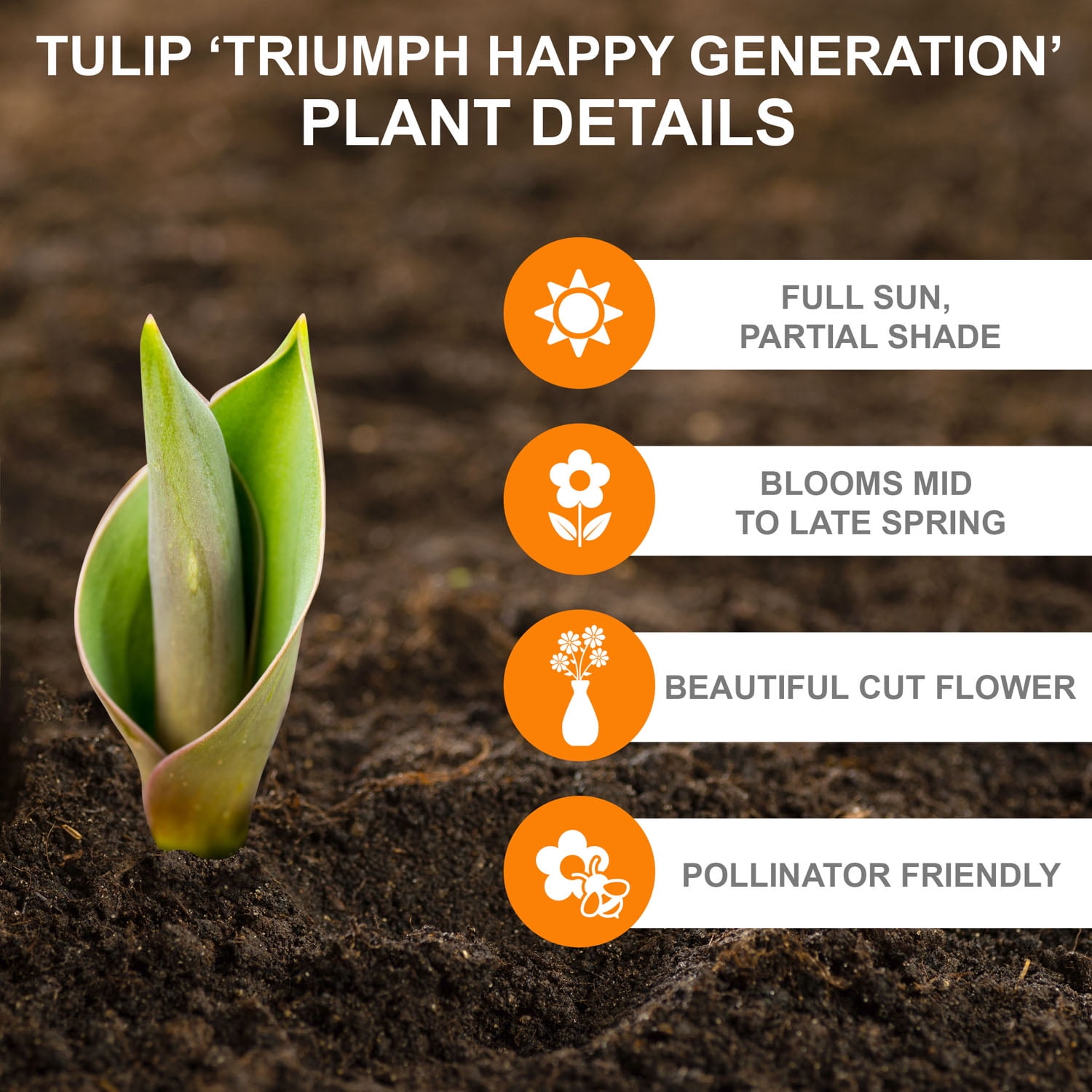 Garden State Bulb Happy Generation Triumph Tulip Flower Bulbs, 12/+ cm (Bag of 25)