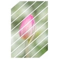 thumbnail image 3 of Murdock, Ramona 17x24 Black Modern Framed Museum Art Print Titled - Spring Tulip, 3 of 5