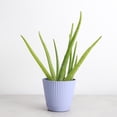 thumbnail image 3 of Live Aloe Vera Plant - Easy Care - 4" Decorative Pot Cover - Thorsen's Greenhouse, 3 of 5