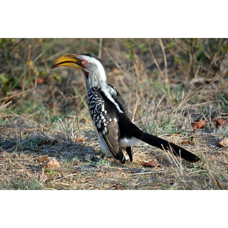 LAMINATED POSTER South Africa Bird Yellow Beak Kruger Park Wild Life Poster Print 24 x