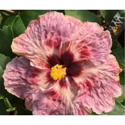 Sandys Nursery Online Hibiscus Cajun Color Fire and Ice, Starter Plant