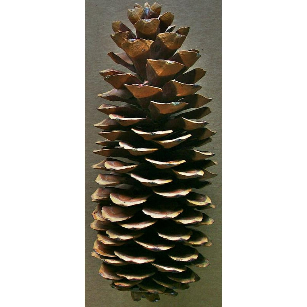 Natural Brown Sugar Pine Cones Very Long Pine cones Case of 25