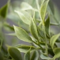 thumbnail image 2 of Sullivans 34" Artificial Dusted Tea Leaf Drop, 2 of 2