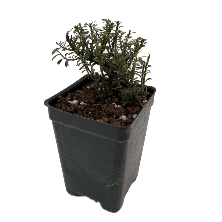 Thyme Leaf Cotoneaster thymifolia - 2.5" Pot - Bonsai/Fairy Garden -  Walmart.com