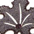 thumbnail image 3 of Broche De Hoja De Arce Otoñal, Broche De Moda, Joyería De Boda De Navidad, Púrpura Sunnimix Broche, 3 of 5
