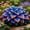 D, variant on Hardy Perennial - Midnight Blue Hosta Bulbs - Low Maintenance - Ideal for Yard Landscaping, Plant Hangers