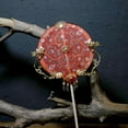 thumbnail image 1 of Abanico de palacio, abanico de viento, abanico hueco para sexos opuestos, accesorios de tiro, joyas antiguas, 1 of 1